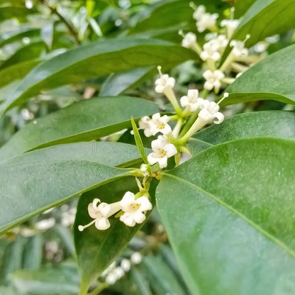 Mahkota Dewa (Phaleria macrocarpa) - Seedling - LIVE PLANT