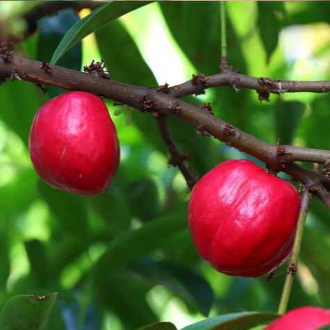 Mahkota Dewa (Phaleria macrocarpa) - Seedling - LIVE PLANT
