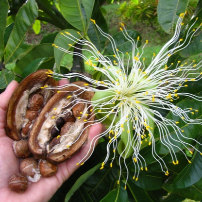 Malabar Chestnut (Pachira aquatica) - Seedling - LIVE PLANT