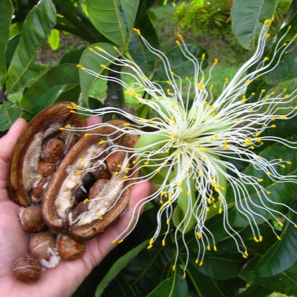 Malabar Chestnut (Pachira aquatica) - Seedling - LIVE PLANT