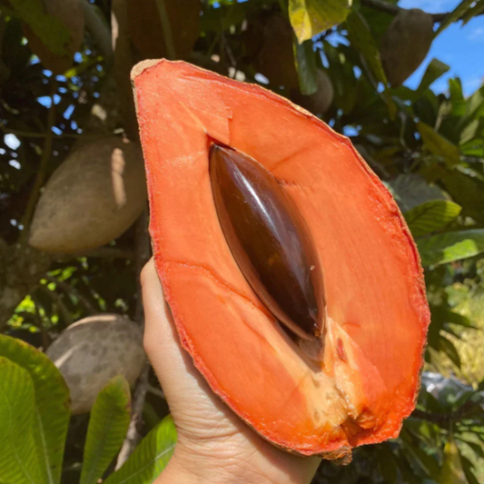 Mamey Sapote 'Magana' (Pouteria sapota) - Grafted - LIVE PLANT