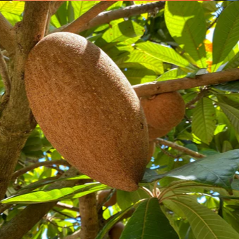Mamey Sapote 'Magana' (Pouteria sapota) - Grafted - LIVE PLANT
