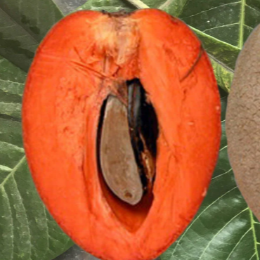 Mamey Sapote 'Pantin / Key West' (Pouteria sapota) - Grafted - LIVE PLANT