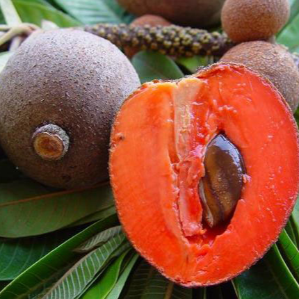 Mamey Sapote 'Tazmul' (Pouteria sapota) - Grafted - LIVE PLANT