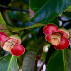 Mangosteen (Garcinia mangostana) - Seedling - LIVE PLANT