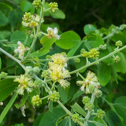 Manila Tamarind (Pithecellobium Dulce) - Seedling - LIVE PLANT