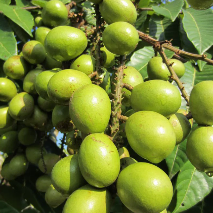 Matoa 'Green' (Pometia Pinnata) - Grafted - LIVE PLANT