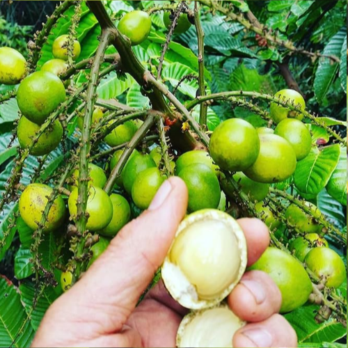 Matoa 'Green' (Pometia Pinnata) - Grafted - LIVE PLANT