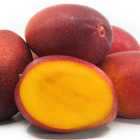 Miyazaki Mango (Mangifera indica 'Miyazaki')  - Grafted - LIVE PLANT