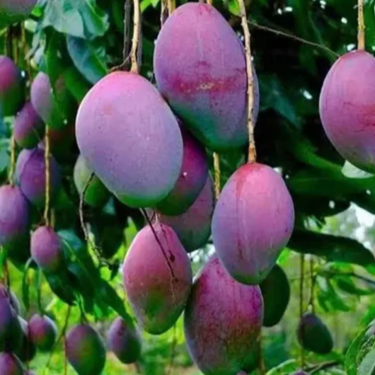 Miyazaki Mango (Mangifera indica 'Miyazaki')  - Grafted - LIVE PLANT