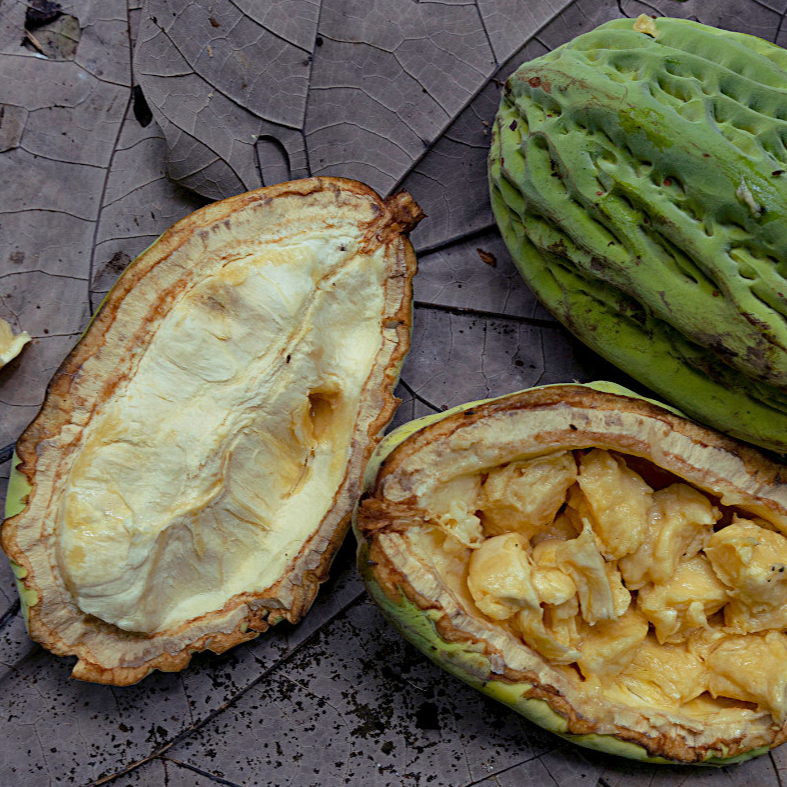 Mocambo (Theobroma bicolor) - Seedling - LIVE PLANT