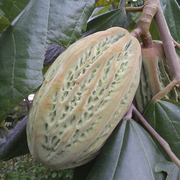 Mocambo (Theobroma bicolor) - Seedling - LIVE PLANT