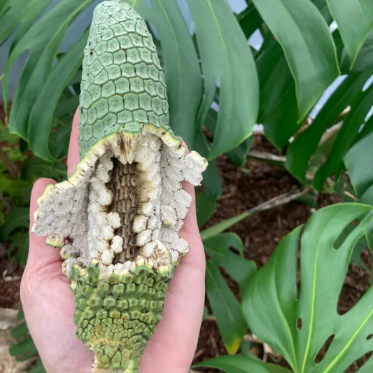 Monstera Fruit - FRESH FRUIT