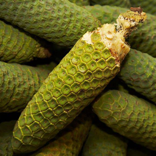Monstera Fruit - FRESH FRUIT