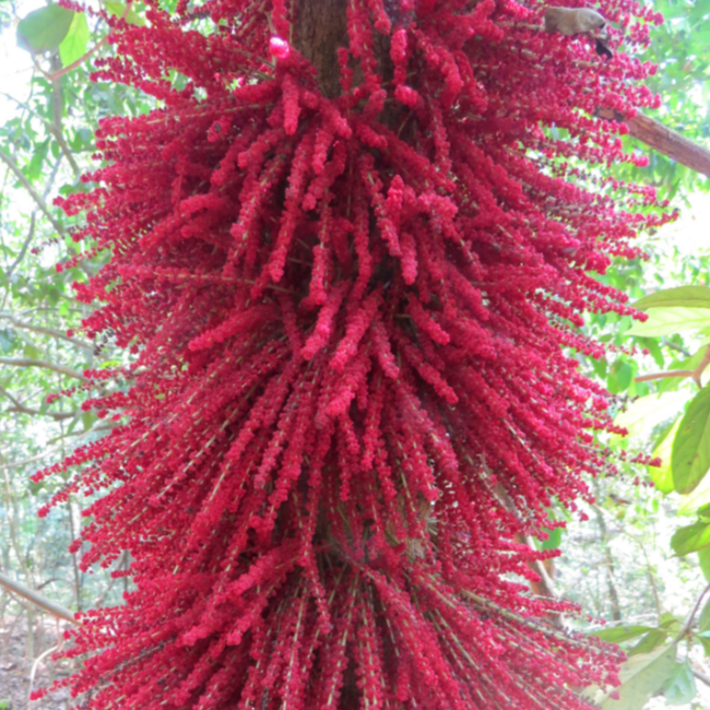 Mootty Fruit (Baccaurea Courtallensis) - Grafted - LIVE PLANT