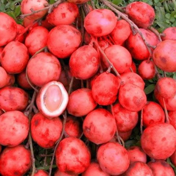 Mootty Fruit (Baccaurea Courtallensis) - Grafted - LIVE PLANT