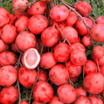 Mootty Fruit (Baccaurea Courtallensis) - Grafted - LIVE PLANT