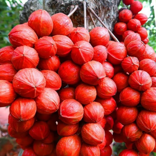 Mootty Fruit (Baccaurea Courtallensis) - Grafted - LIVE PLANT