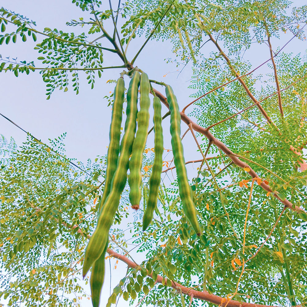 Moringa (Moringa oleifera) - Seedling - LIVE PLANT