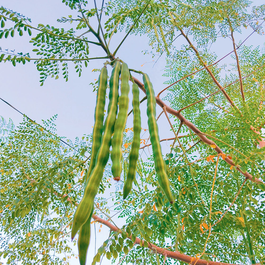 Moringa (Moringa oleifera) - Seedling - LIVE PLANT
