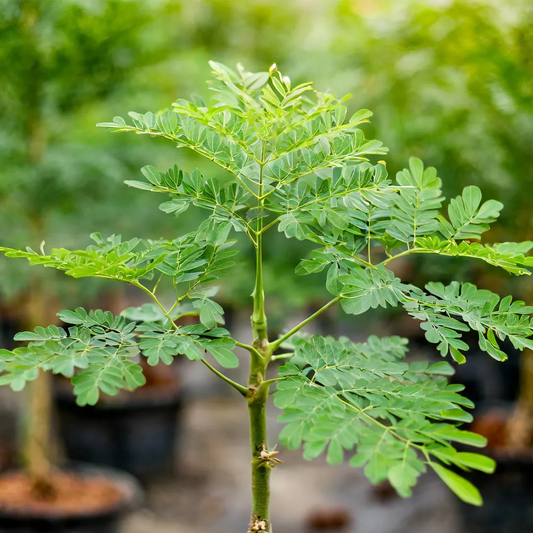 Moringa (Moringa oleifera) - Seedling - LIVE PLANT