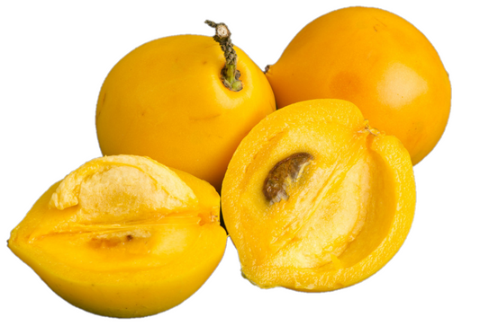Mundu Fruit (Garcinia dulcis) - Seedling - LIVE PLANT