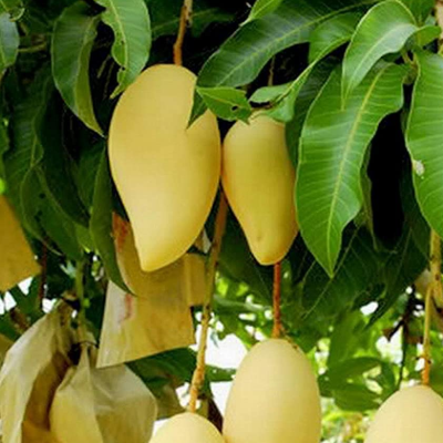 Nam Doc Mai 'Gold' Mango (Mangifera indica) - Grafted - LIVE PLANT