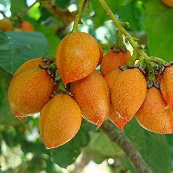 Peanut Butter Fruit (Bunchosia Glandulifera) - Seedling - LIVE PLANT