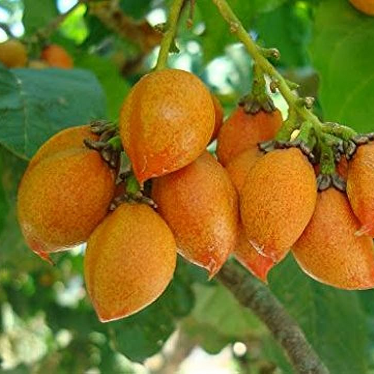 Peanut Butter Fruit (Bunchosia Glandulifera) - Seedling - LIVE PLANT