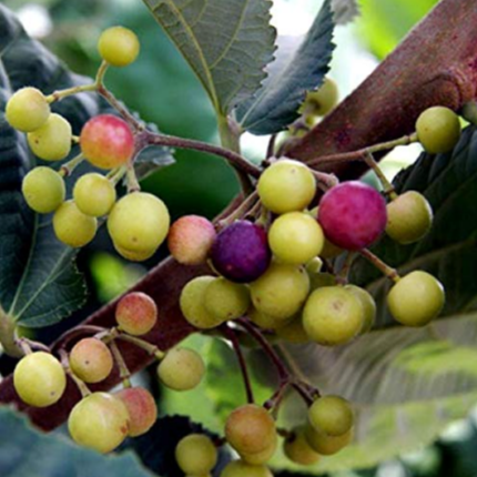 Phalsa (Grewia asiatica) - Seedling - LIVE PLANT