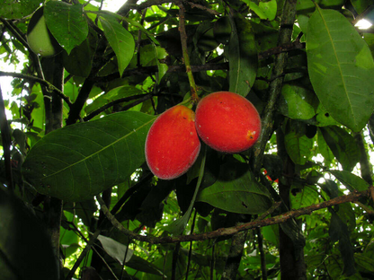Durland's Pouteria (Pouteria Durlandii) - Seedling - LIVE PLANT