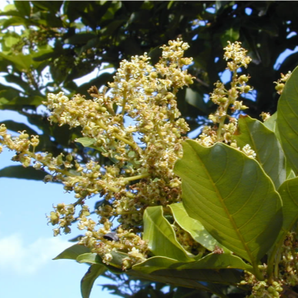 Pulasan 'P15' (Nephelium ramboutan-ake) - Grafted - LIVE PLANT