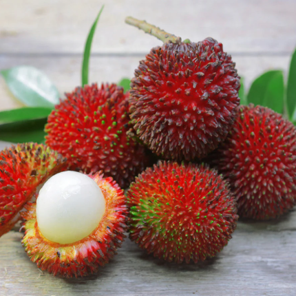 Pulasan 'P15' (Nephelium ramboutan-ake) - Grafted - LIVE PLANT