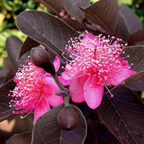 Purple Guava (Psidium guajava var.) - Seedling - LIVE PLANT