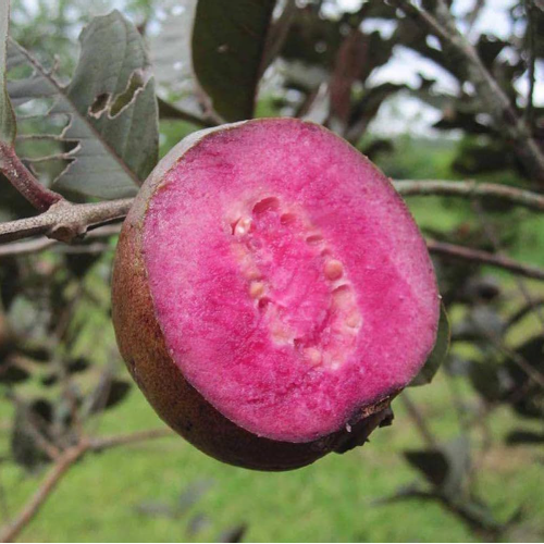 Purple Guava (Psidium guajava var.) - Seedling - LIVE PLANT