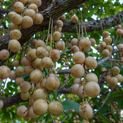 Red Rambai (Baccaurea Motleyana) - Seedling - LIVE PLANT