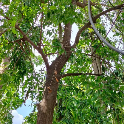 Sandalwood (Santalum album) - Seedling - LIVE PLANT
