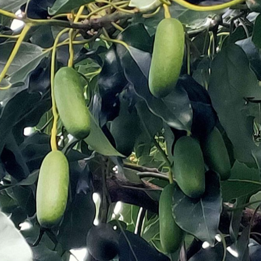 Avocado 'Seedless' (Persea Americana) - Grafted - LIVE PLANT