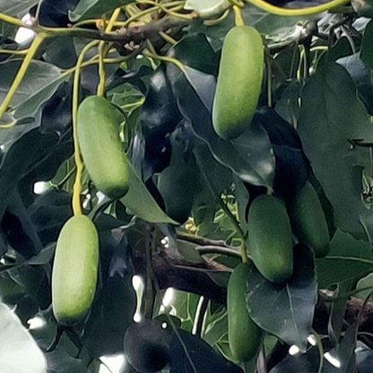 Avocado 'Seedless' (Persea Americana) - Grafted - LIVE PLANT