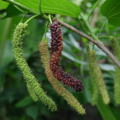 Shahtoot Mulberry (Morus alba) - Air Layer - LIVE PLANT