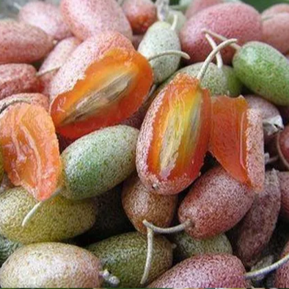 Silver Berry (Elaeagnus commutata) - Seedling - LIVE PLANT