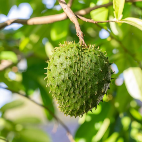 Soursop (Annona muricata) - Seedling - LIVE PLANT