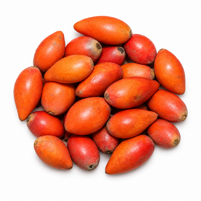 Spanish cherry / Bullet wood (Mimusops elengi) fruit on a white background — group of fruits