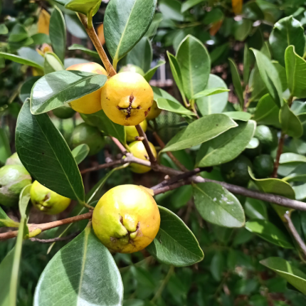 Strawberry Guava 'Yellow' (Psidium Cattleianum) - Seedling - LIVE PLANT