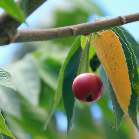 Strawberry Tree 'Red' (Muntingia calabura) - Air Layer - LIVE PLANT