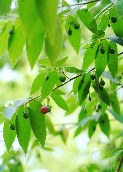 Strawberry Tree 'Red' (Muntingia calabura) - Air Layer - LIVE PLANT
