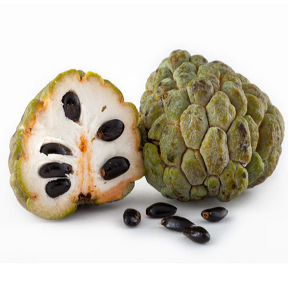 Sugar Apple 'Thai Lessard' (Annona squamosa L) - Air Layer - LIVE PLANT