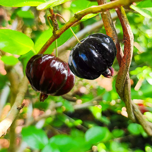 Surinam Cherry 'Zills' (Eugenia Uniflora) - Grafted - LIVE PLANT