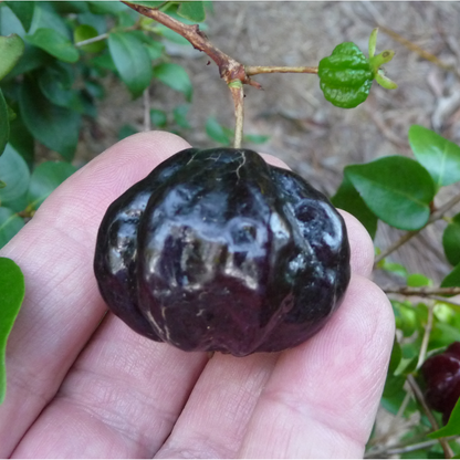 Surinam Cherry 'Zills' (Eugenia Uniflora) - Grafted - LIVE PLANT