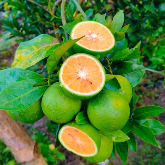 Orange 'Sweet Bari Malta' (Citrus sinensis L.) - Grafted - LIVE PLANT
